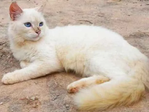 Gato ra a SRD idade 7 a 11 meses nome Branco