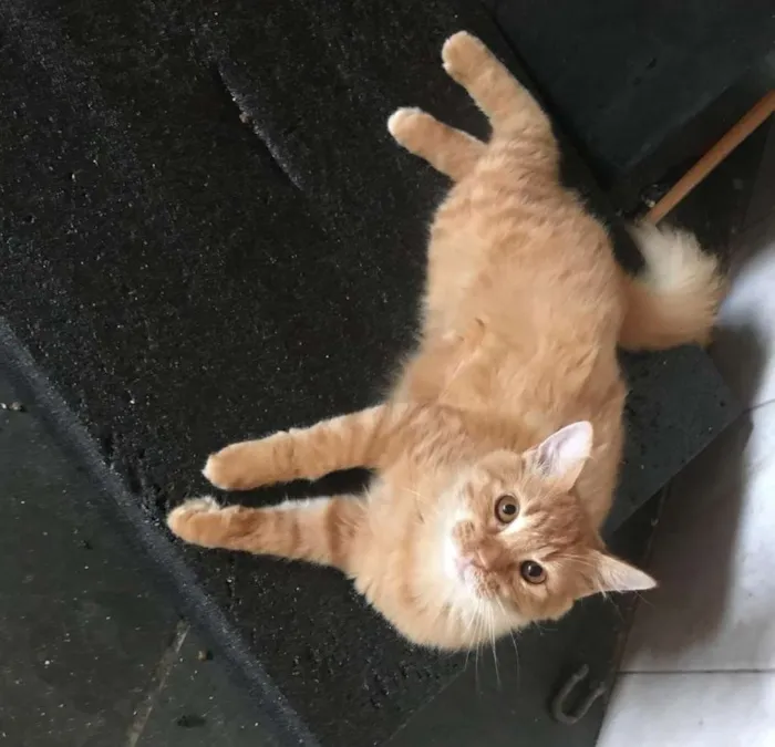 Gato ra a SRD idade 2 a 6 meses nome Lucky