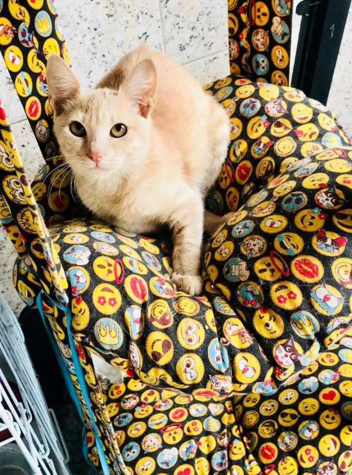 Gato ra a SRD idade 2 a 6 meses nome Abigail