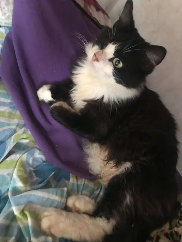 Gato ra a SRD idade 1 ano nome Osvaldo