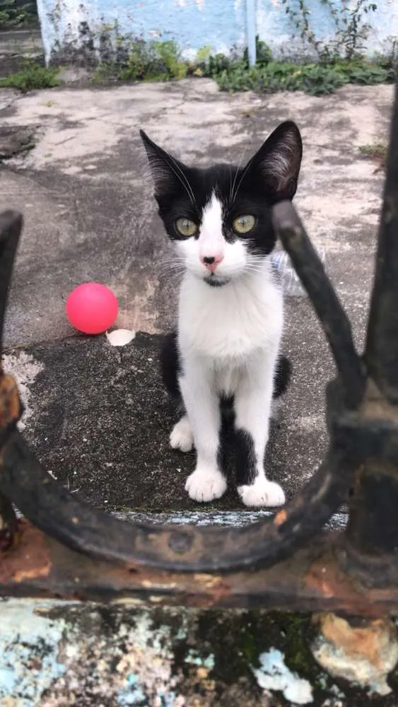 Gato ra a SRD idade 2 a 6 meses nome Lilica