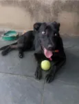 Jujuba
