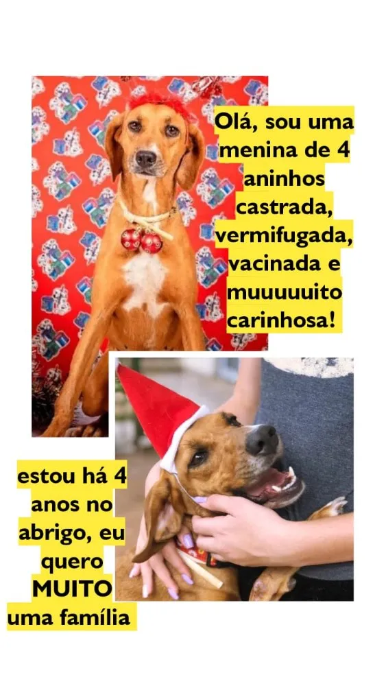 Cachorro raça SRD idade 4 anos nome Maggie