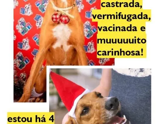 Cachorro raça SRD idade 4 anos nome Maggie