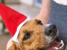 Cachorro raça SRD idade 4 anos nome Maggie
