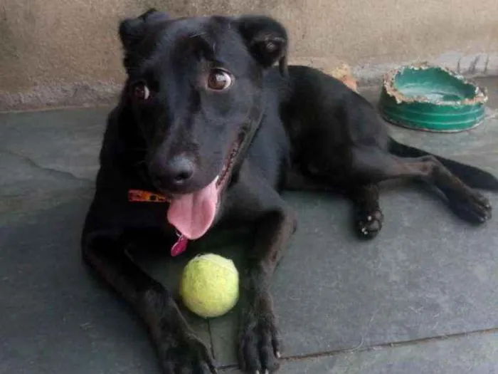 Cachorro ra a SRD idade 1 ano nome Jujuba
