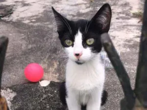 Gato raça SRD idade 2 a 6 meses nome Lilica