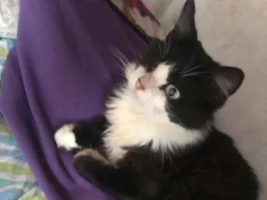 Gato raça SRD idade 1 ano nome Osvaldo
