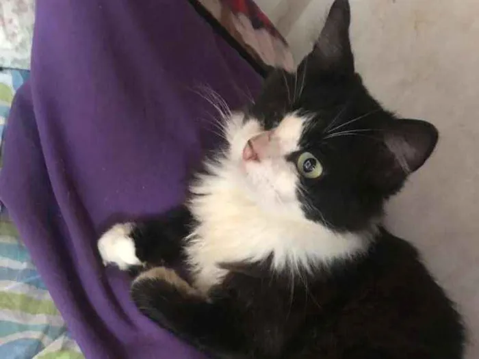 Gato ra a SRD idade 1 ano nome Osvaldo