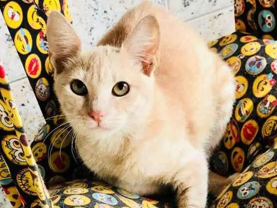 Gato ra a SRD idade 2 a 6 meses nome Abigail