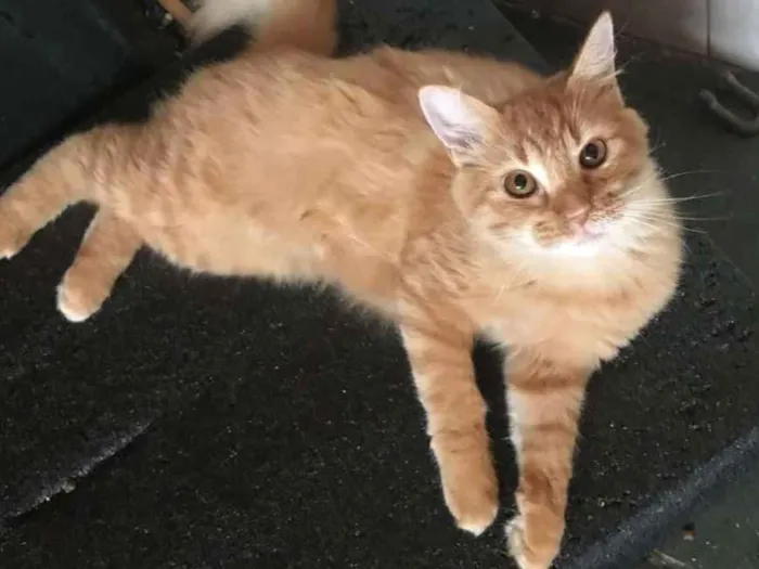 Gato ra a SRD idade 2 a 6 meses nome Lucky