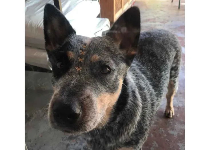 Cachorro ra a  Blue Heeler  idade 1 ano nome Fendi