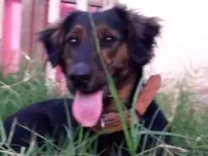 Cachorro raça Viralata idade 7 a 11 meses nome Pipoca