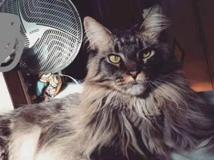 Gato ra a Maine Coon idade 4 anos nome Darth