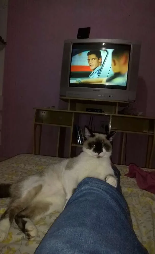 Gato ra a Mestiço, siamês, snoshow idade 1 ano nome Ozzy