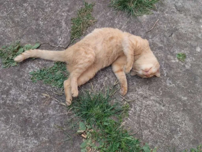 Gato ra a SRD idade 1 ano nome Alemão