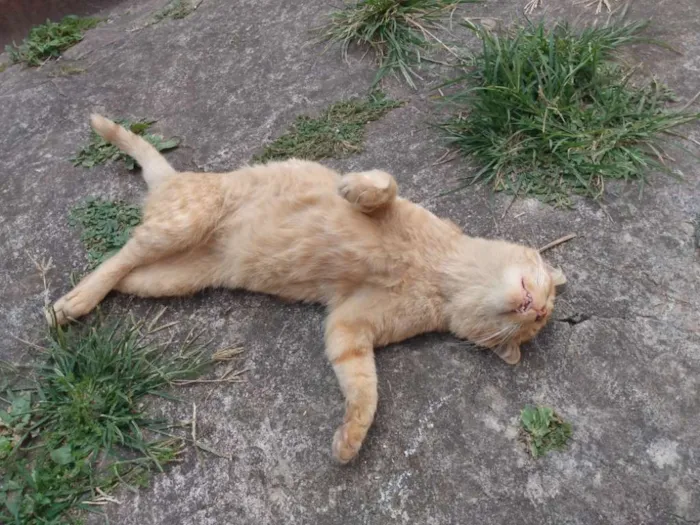 Gato ra a SRD idade 1 ano nome Alemão