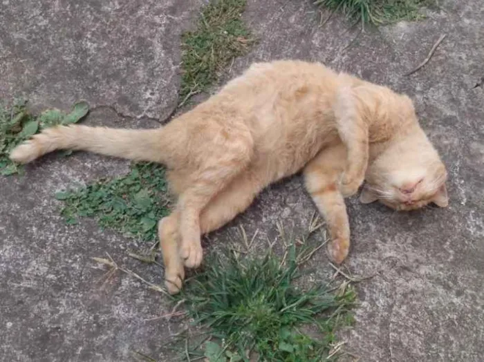 Gato ra a SRD idade 1 ano nome Alemão
