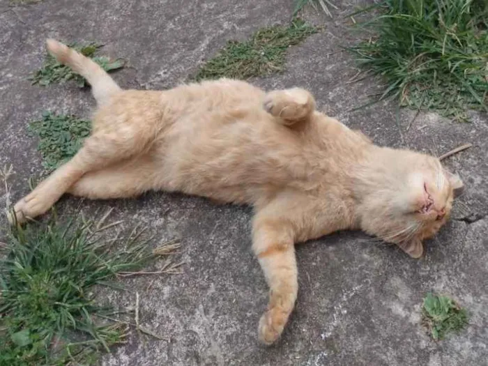 Gato ra a SRD idade 1 ano nome Alemão