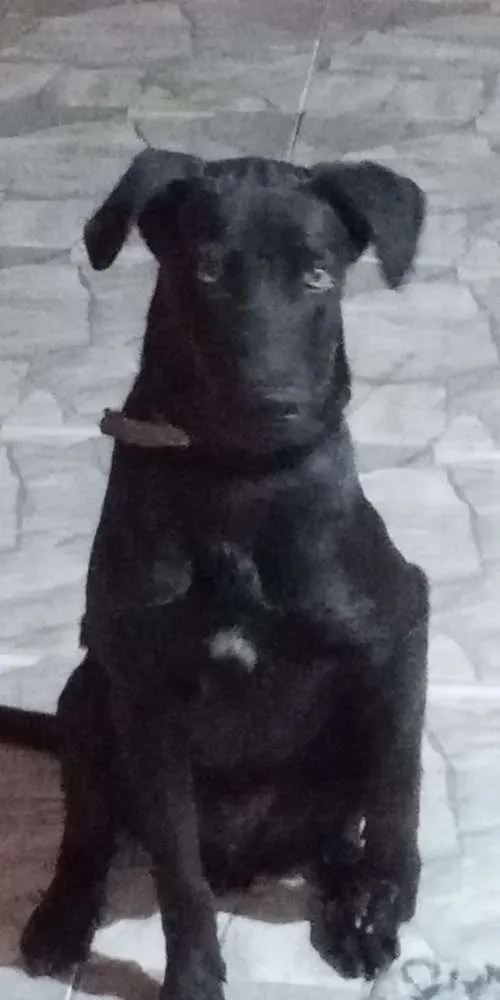 Cachorro ra a Lavrador idade 7 a 11 meses nome Thor