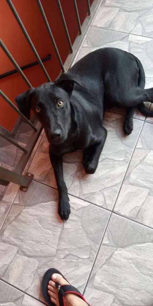 Cachorro ra a Lavrador idade 7 a 11 meses nome Thor