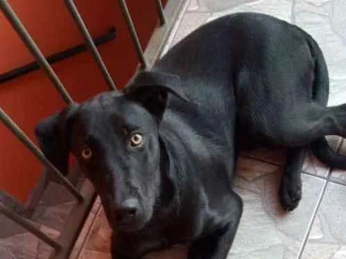 Cachorro ra a Lavrador idade 7 a 11 meses nome Thor