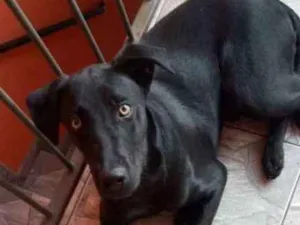 Cachorro raça Lavrador idade 7 a 11 meses nome Thor