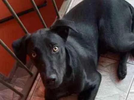 Cachorro ra a Lavrador idade 7 a 11 meses nome Thor