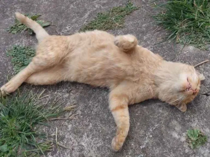 Gato ra a SRD idade 1 ano nome Alemão