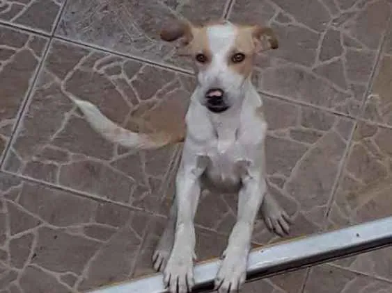 Cachorro ra a Sem definição  idade 1 ano nome Ted