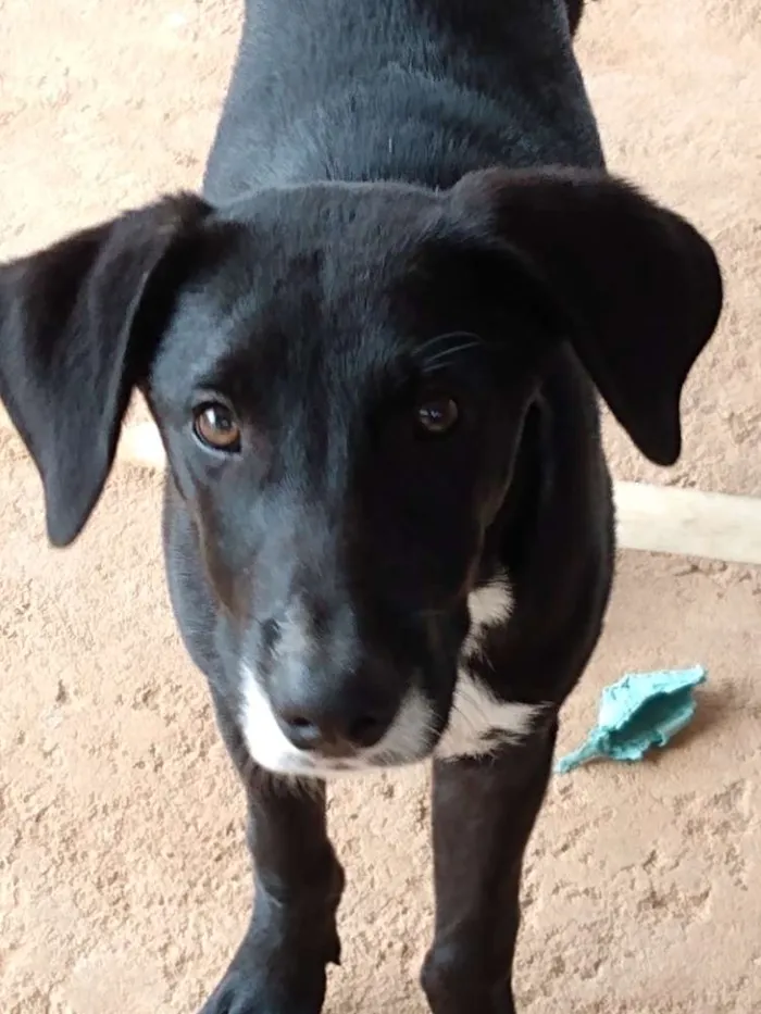 Cachorro raça SRD idade 7 a 11 meses nome Tuco 