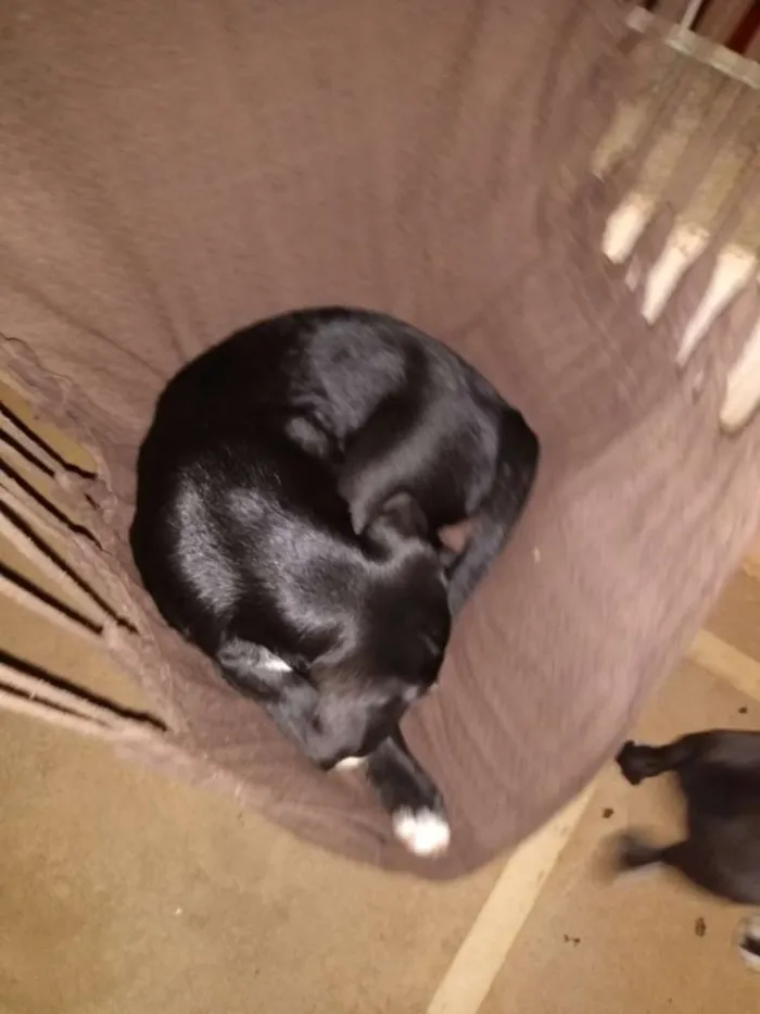 Cachorro raça SRD idade 7 a 11 meses nome Tuco 