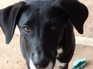 Cachorro raça SRD idade 7 a 11 meses nome Tuco 