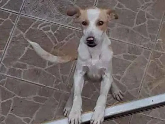 Cachorro ra a Sem definição  idade 1 ano nome Ted