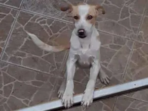 Cachorro raça Sem definição  idade 1 ano nome Ted