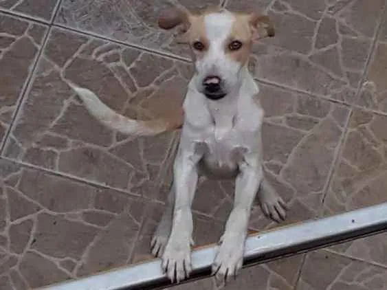 Cachorro ra a Sem definição  idade 1 ano nome Ted