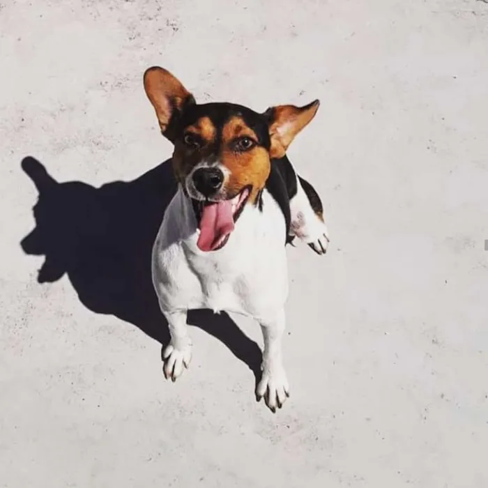 Cachorro raça Terrier Brasileiro idade  nome Maylon