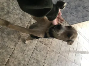 Cachorro raça Labrador  idade 2 a 6 meses nome Iajé