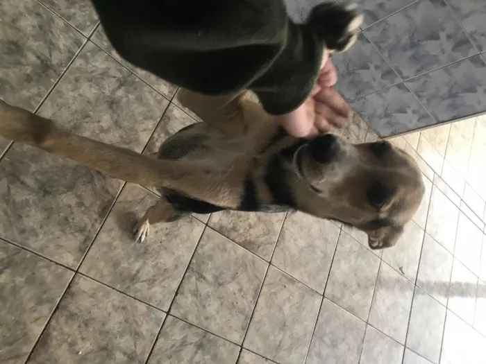 Cachorro ra a Labrador  idade 2 a 6 meses nome Iajé