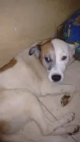 Cachorro raça Srd idade 6 ou mais anos nome Kita