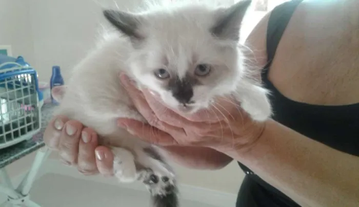 Gato ra a SRD idade Abaixo de 2 meses nome Zeca