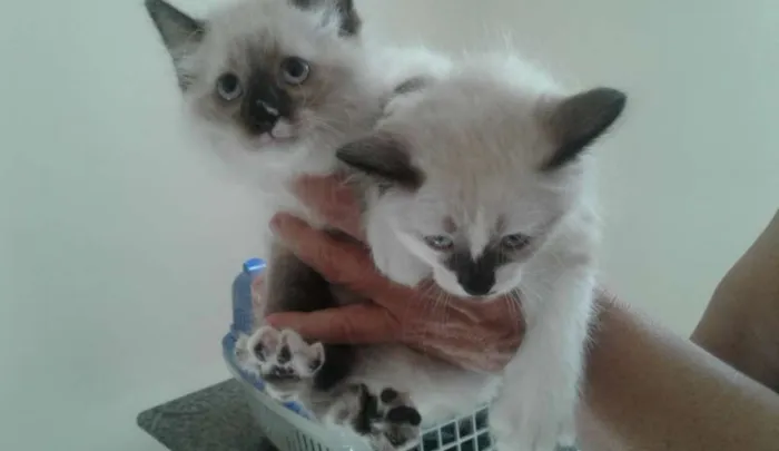Gato ra a SRD idade Abaixo de 2 meses nome Lili