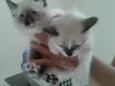 Lili