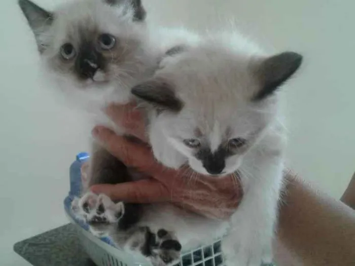 Gato ra a SRD idade Abaixo de 2 meses nome Lili