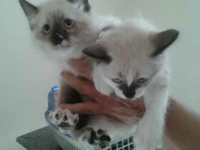Gato ra a SRD idade Abaixo de 2 meses nome Lili