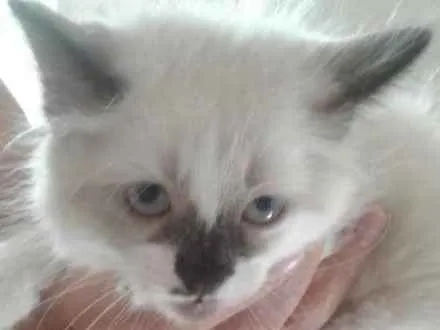 Gato ra a SRD idade Abaixo de 2 meses nome Zeca