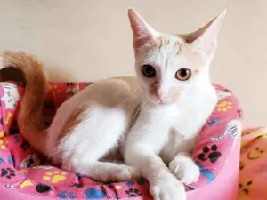 Gato raça Srd idade 2 a 6 meses nome Tulipa