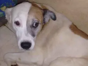 Cachorro raça Srd idade 6 ou mais anos nome Kita