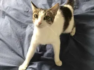 Gato raça Srd idade 1 ano nome Emily