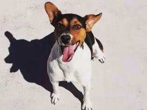 Cachorro raça Terrier Brasileiro idade  nome Maylon